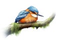 stunningly colorful kingfisher bird perches on a branch in the wilderness. Use this image to add a vibrancy to your desi