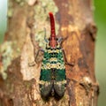 Exotic Lanternfly Insect on a Tree Trunk Royalty Free Stock Photo