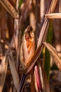 Stunted corn cob after heat wave in hot summer Royalty Free Stock Photo