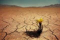 Stunted plants and flowers that made their way through cracks in dry cracked desert. Royalty Free Stock Photo