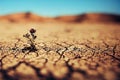 Stunted plants and flowers that made their way through cracks in dry cracked desert. Royalty Free Stock Photo