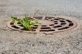Stunted vegetation makes its way through a grated storm sewer hatch in the middle of the asphalt Royalty Free Stock Photo