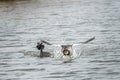 Stunting 2 of 5 - Low fly-by with high splashing water