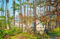 The stupas in greenery, Bagaya Monastery, Ava, Myanmar Royalty Free Stock Photo