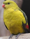 Stupendous Wonderful Radiant Australian Regent Parrot.