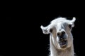 Stupid looking animal. Goofy llama. Funny meme image with copy-space. Royalty Free Stock Photo