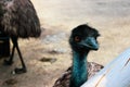 Stupid ostrich with brown eyes