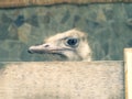 Stupid ostrich with brown eyes