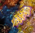 Stupidly coloured Nudibranch Royalty Free Stock Photo