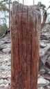 Sturdy brown tree stump