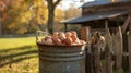 a sturdy bucket brimming with freshly collected eggs, nestled beside the picket fence of a rustic chicken coop
