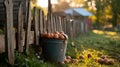 a sturdy bucket brimming with freshly collected eggs, nestled beside the picket fence of a rustic chicken coop
