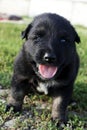 Sturdy cute black puppy