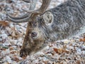 Sturdy fallow deer feeds on beechnut in dry leaves
