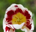 A sturdy flower stem sticks out of the fiery red tulip leaves,