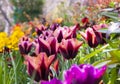 A sturdy flower stem sticks out of the noble purple tulip leaves