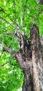 Sturdy old tree, oxygen on earth Royalty Free Stock Photo