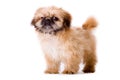 Sturdy pekingese dog Royalty Free Stock Photo