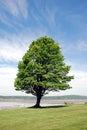 Sturdy Tree Royalty Free Stock Photo