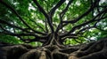 sturdy tree roots branches Royalty Free Stock Photo