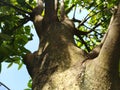 A sturdy tree trunk with branches extending upwards, seen from a worm& x27;s-eye view. Royalty Free Stock Photo