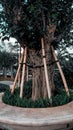 Sturdy Tree Trunk with Support Stakes in a Serene Garden Royalty Free Stock Photo