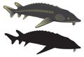 Sturgeon