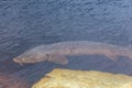 Sturgeon Spawning in the Wild Royalty Free Stock Photo