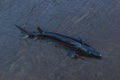 The Sturgeon. Big fish in the Danube river. Royalty Free Stock Photo