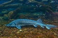 Sturgeon on the bottom Royalty Free Stock Photo