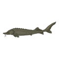 Sturgeon Cartoon Fish Vector Illustration Royalty Free Stock Photo