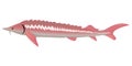 Sturgeon fish