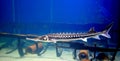 Sturgeon fish Royalty Free Stock Photo