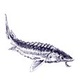 Sturgeon fish closeup . Hand made sketch with ballpoint pen on paper texture. Isolated on white. Bitmap Royalty Free Stock Photo