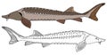 Sturgeon fish hand drawn, set. Beautiful fish in color and black and white. Vector illustration Royalty Free Stock Photo