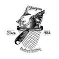 Sturgeon fish head up from landing net in engraving style. Logo for fishing or fishing shop isolated on white