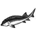 Sturgeon fish icon isolated on white background. Design element for logo, label, emblem, sign. Royalty Free Stock Photo
