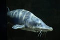 Sturgeon fish (kaluga, beluga) swim at the bottom of the aquarium. Fish underwater. Royalty Free Stock Photo