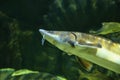 Sturgeon fish (kaluga, beluga) swim at the bottom of the aquarium. Fish underwater. Royalty Free Stock Photo