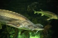 Sturgeon fish (kaluga, beluga) swim at the bottom of the aquarium. Fish underwater. Royalty Free Stock Photo