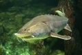 Sturgeon fish (kaluga, beluga) swim at the bottom of the aquarium. Fish underwater. Royalty Free Stock Photo