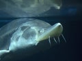 Sturgeon fish (kaluga, beluga) swim at the bottom underwater Royalty Free Stock Photo
