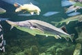 Sturgeon fish in Moskvarium, Russia Royalty Free Stock Photo