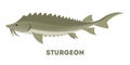Sturgeon fish from the ocean or sea.