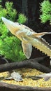 A Sturgeon Fish Royalty Free Stock Photo