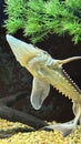 A Sturgeon Fish Royalty Free Stock Photo