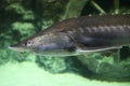 Sturgeon fish swim at the bottom of the aquarium. Fish underwater.