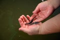 Sturgeon fry.Fish farm for breeding sturgeon Royalty Free Stock Photo