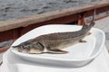 Sturgeon on a plate Royalty Free Stock Photo