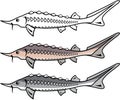 Sturgeon rare fish vector